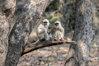 Common Langur