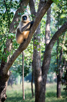 Common Langur