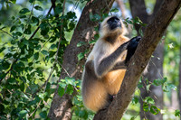 Common Langur