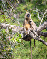 Common Langur