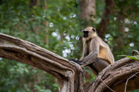 Common Langur