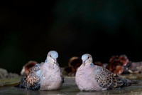 Oriental turtel dove
