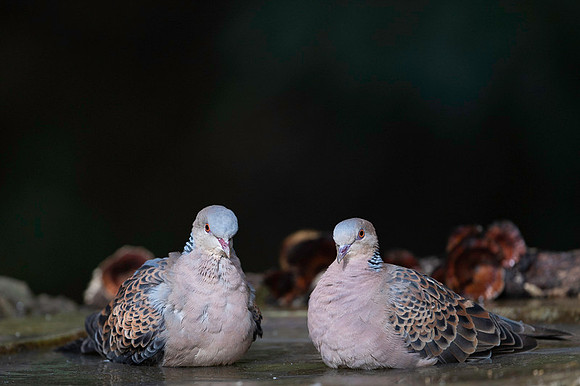 Oriental turtel dove