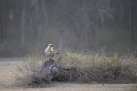 Common Langur