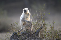 Common Langur