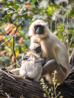 Common Langur