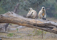 Common Langur