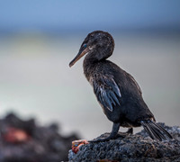 Flightless Cormoratnt