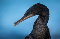 Flightless Cormoratnt