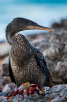 Flightless Cormoratnt