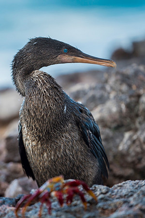 Flightless Cormoratnt