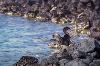Flightless Cormoratnt