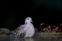 Oriental turtel dove