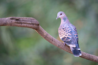 Oriental turtel dove