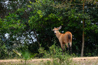 Marsh deer