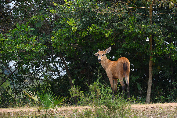 Marsh deer