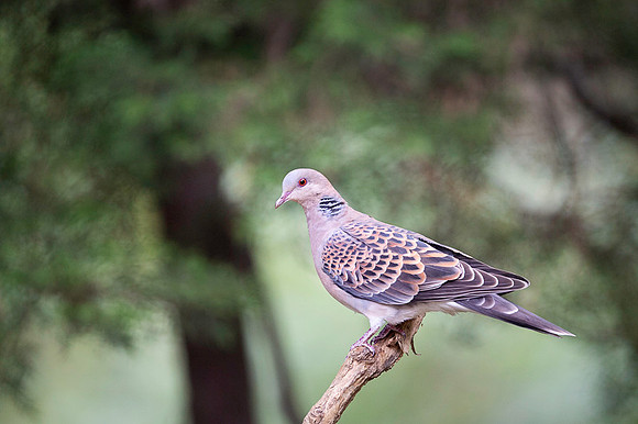 Oriental turtel dove