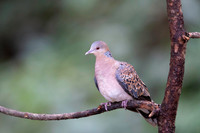 Oriental turtel dove