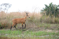 Marsh deer