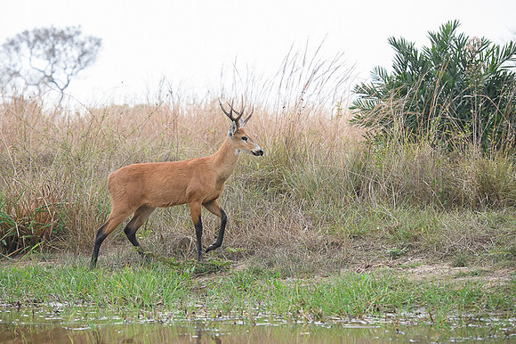 Marsh deer
