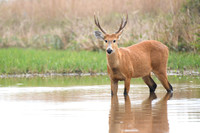 Marsh deer