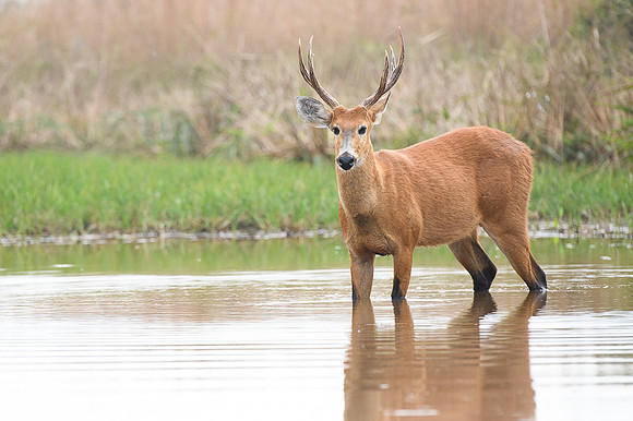 Marsh deer