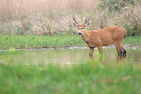 Marsh deer