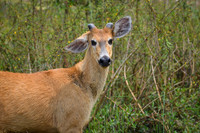 Marsh deer