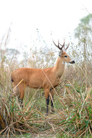 Marsh deer