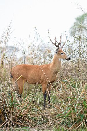 Marsh deer