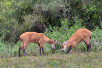 Marsh deer