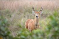 Marsh deer