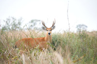 Marsh deer