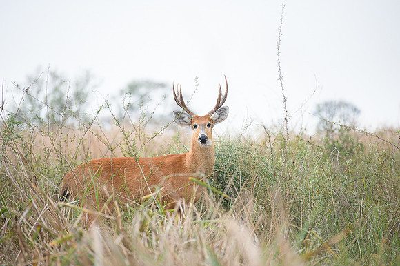 Marsh deer