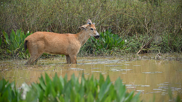 Marsh deer