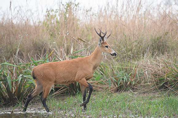 Marsh deer