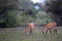 Marsh deer