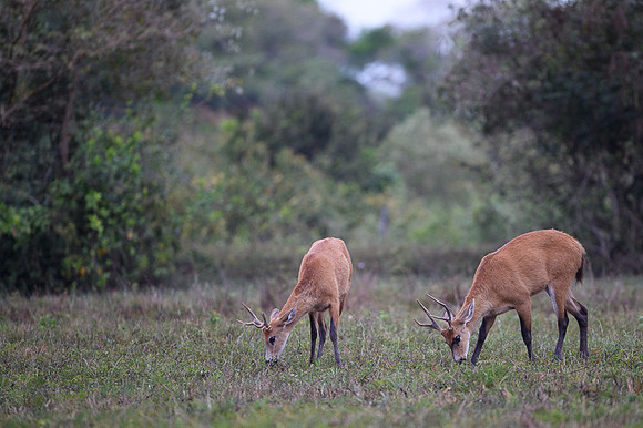 Marsh deer