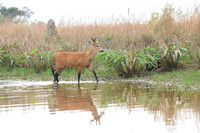 Marsh deer
