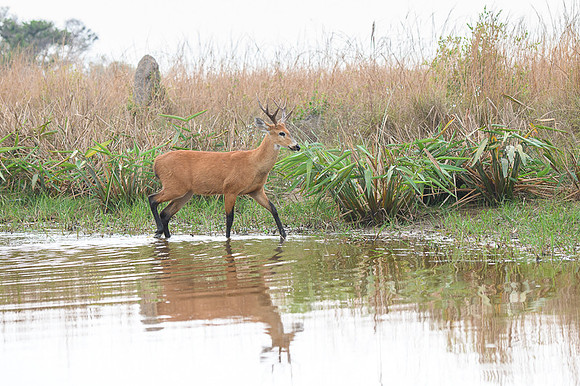 Marsh deer