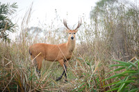 Marsh deer