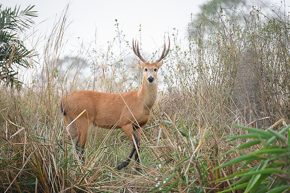 Marsh deer