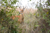 Marsh deer