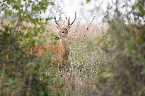 Marsh deer