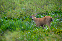 Marsh deer