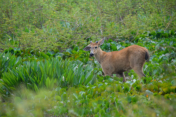 Marsh deer