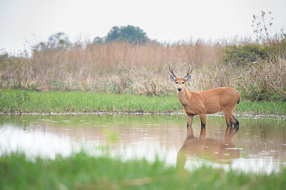 Marsh deer