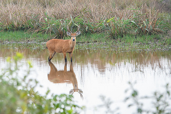 Marsh deer