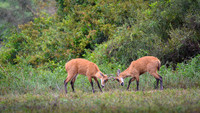 Marsh deer