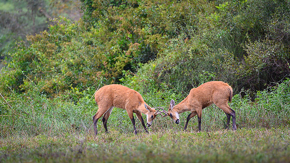 Marsh deer